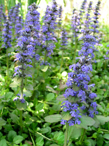 Ajuga Genevensis | Bluestone Perennials