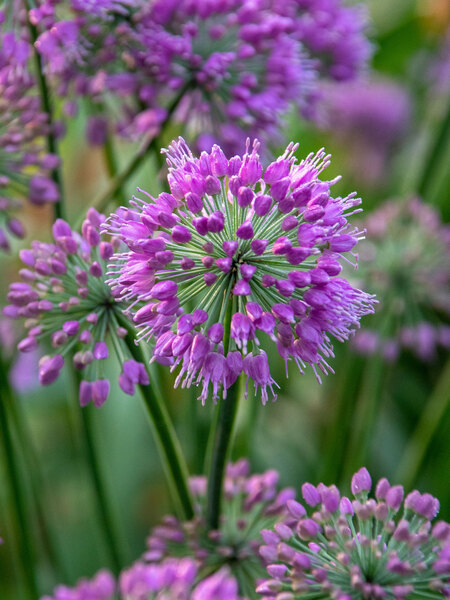 Product Viewer - Allium Lavender Bubbles