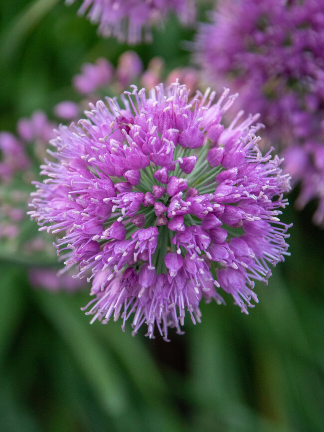 Allium Lavender Bubbles | Bluestone Perennials