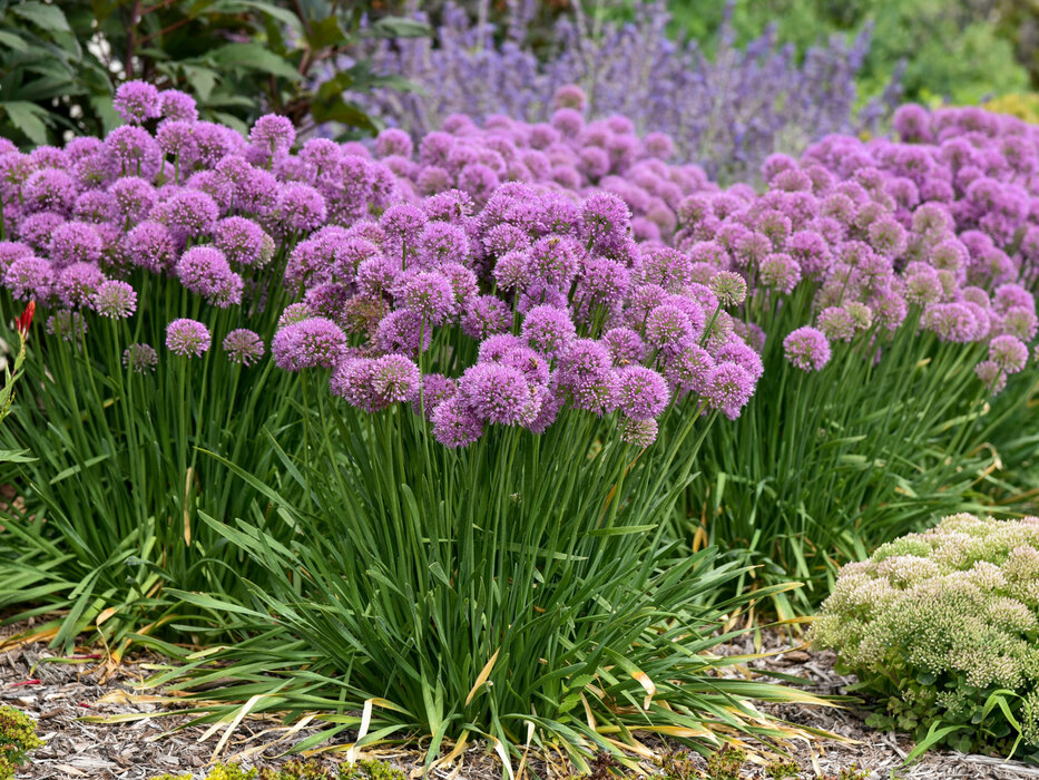 Allium Serendipity | Bluestone Perennials