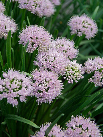 Allium Summer Peek A Boo 