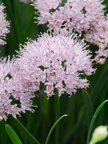 Allium Summer Peek A Boo | Bluestone Perennials