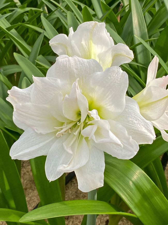 Amaryllis Arctic Nymph | Bluestone Perennials