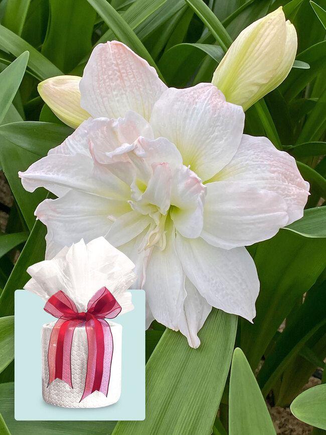 Amaryllis Arctic Nymph | Bluestone Perennials