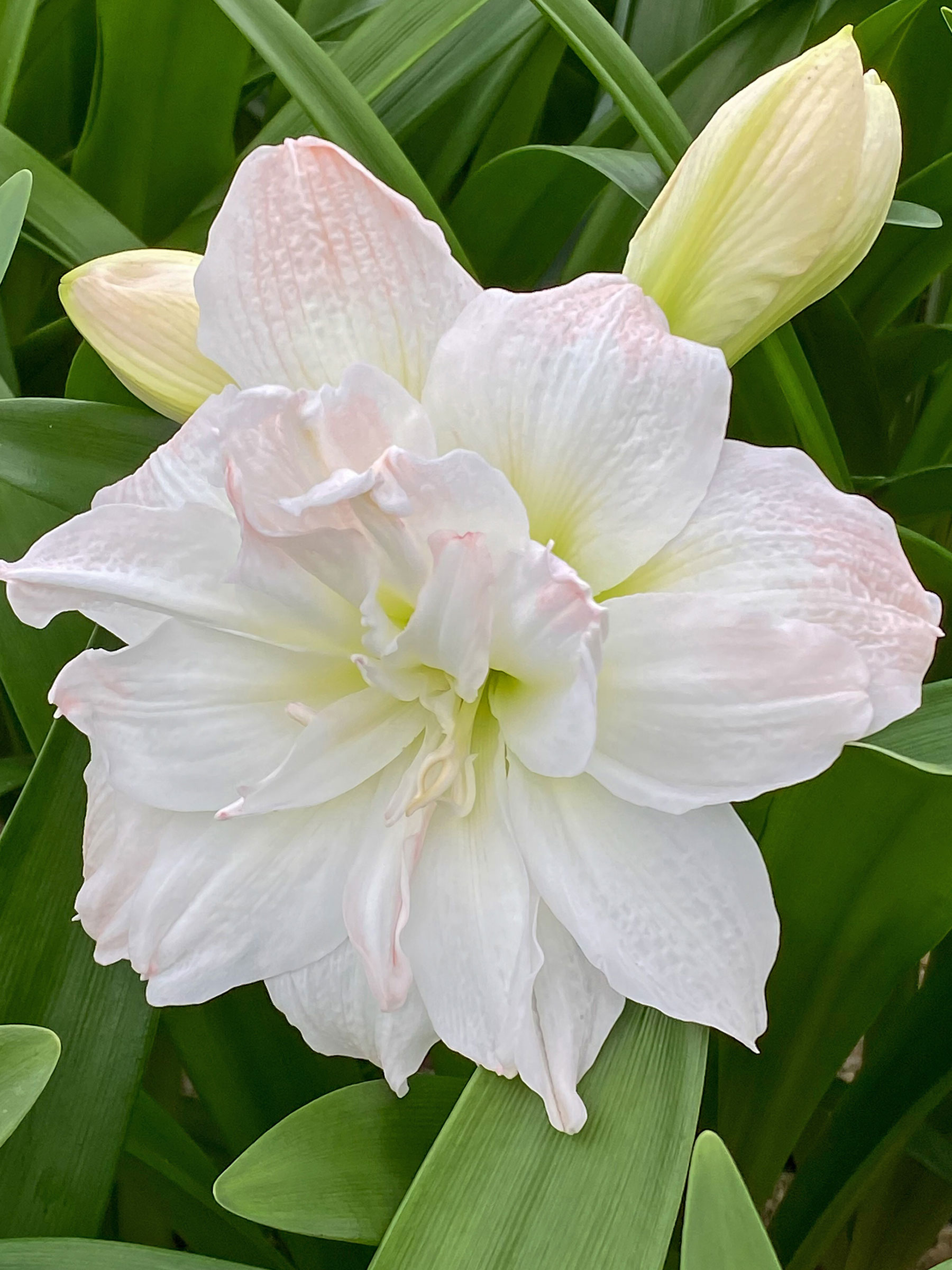 Amaryllis Arctic Nymph | Bluestone Perennials