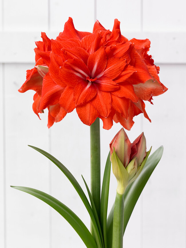 Amaryllis Double Circus