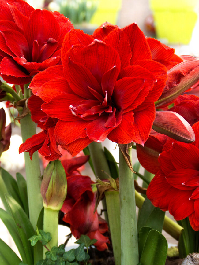 Amaryllis Double Dragon