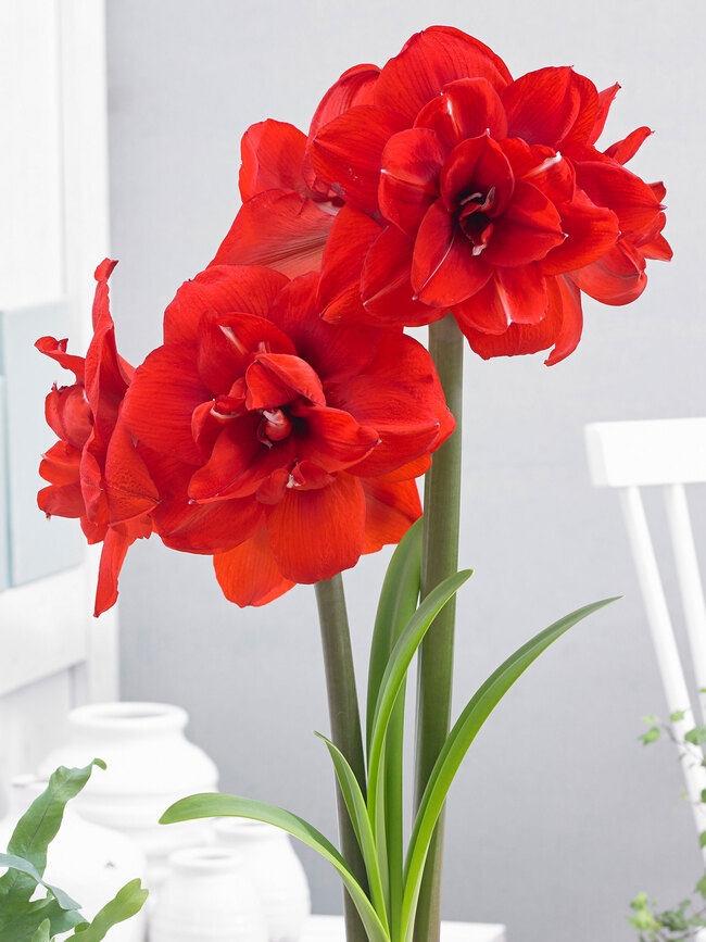 Amaryllis Double King