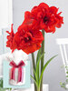 Amaryllis Double King