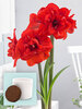 Amaryllis Double King