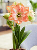 Amaryllis Beautiful Emotion