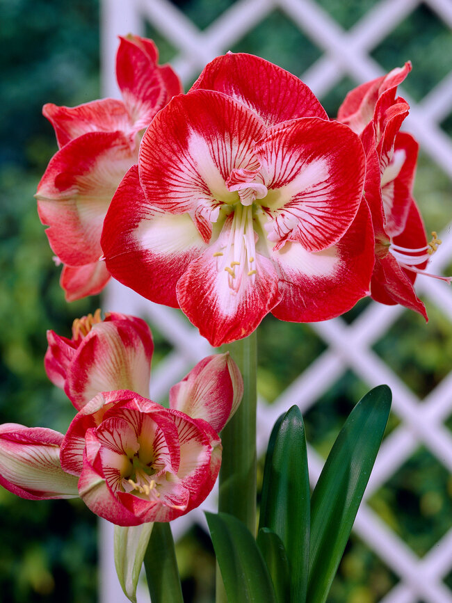 Amaryllis Mambo