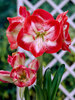 Amaryllis Mambo