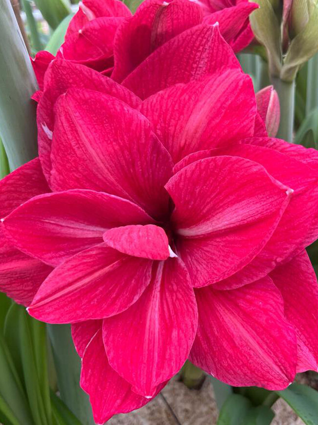 Amaryllis Pink Symphony