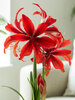 Amaryllis Red Amazone