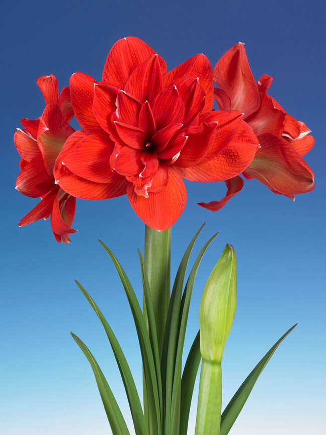 Amaryllis Red Glory