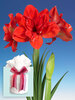 Amaryllis Red Glory