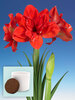 Amaryllis Red Glory