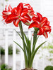 Amaryllis Splash