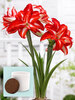 Amaryllis Splash