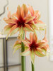 Amaryllis Wild Amazone