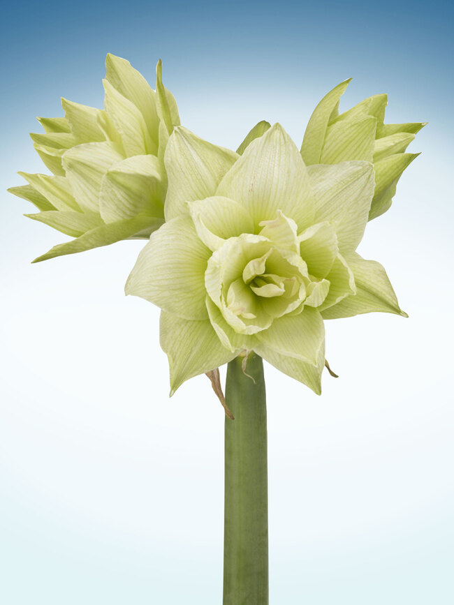 Amaryllis White Glory