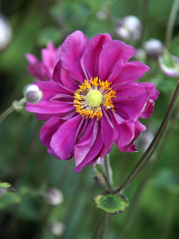 Anemone Margarete | Bluestone Perennials