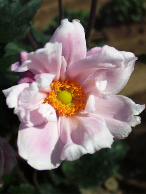 Anemone 'Frilly Knickers' 1L - Cowell's Garden Centre