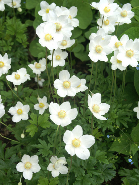 Product Viewer - Anemone Sylvestris