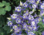 Aquilegia Winky-Series-Blue-and-White