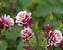 Aquilegia Double Red and White