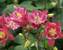 Aquilegia Winky Series Rose