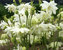 Aquilegia Tower-White