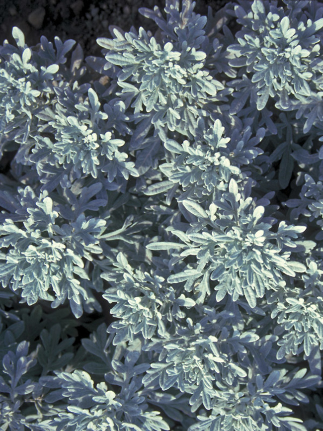 17+ Silver King Artemisia Plant