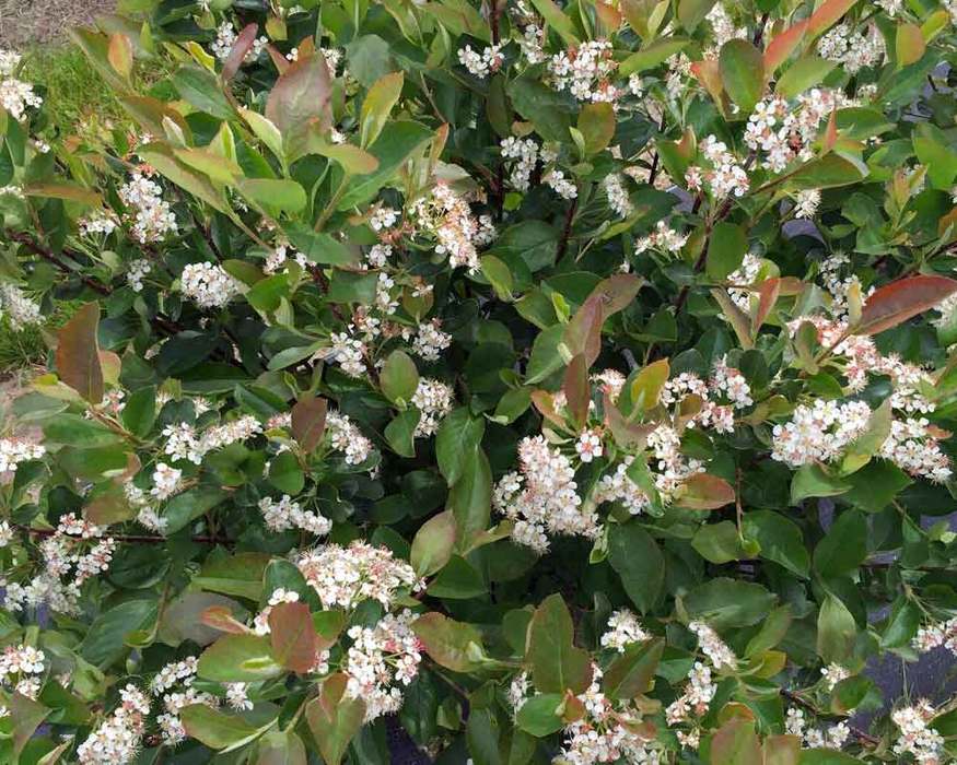 Aronia Low Scape Hedger | Bluestone Perennials