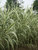 Arundo Peppermint Stick