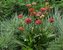 Armeria Ballerina Red