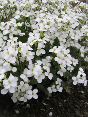 Rock cress, Alpine, Perennial, Flowering