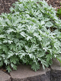 Chrysanthemum Sienna Bronze (Mum, Spectacular Cushion Style Chrysanthemum)