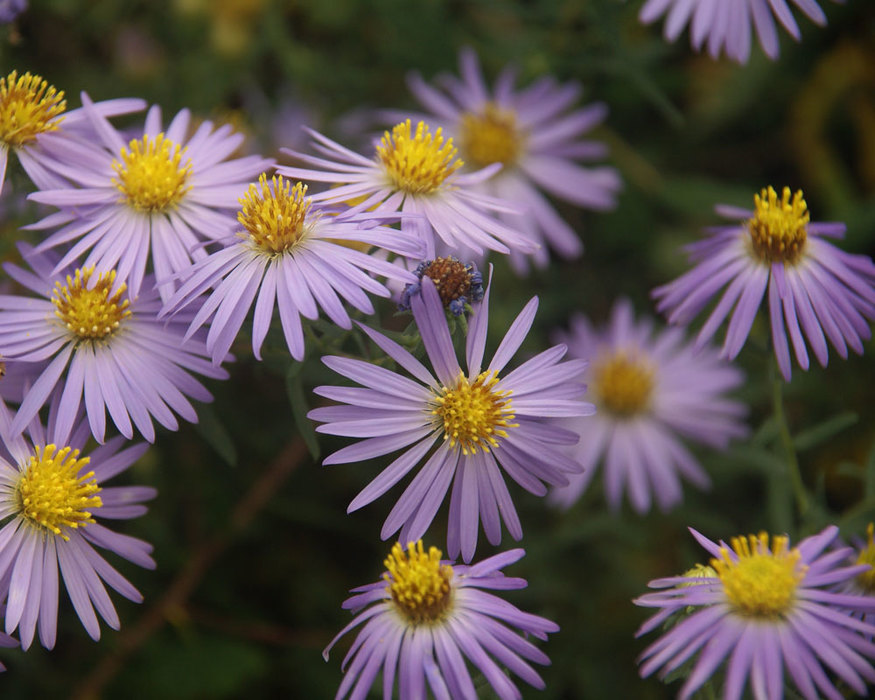 Aster Aroma 