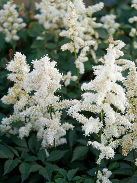 Product Viewer - ASTILBE DEUTSCHLAND