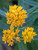 Asclepias Hello Yellow