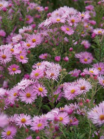 Aster Honeysong Pink | Bluestone Perennials