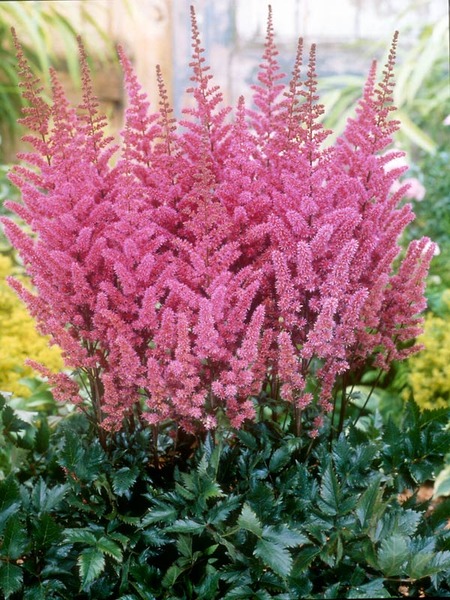 Product Viewer - Astilbe Maggie Daley