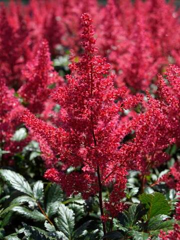 Astilbe Montgomery | Bluestone Perennials