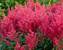 Astilbe Montgomery