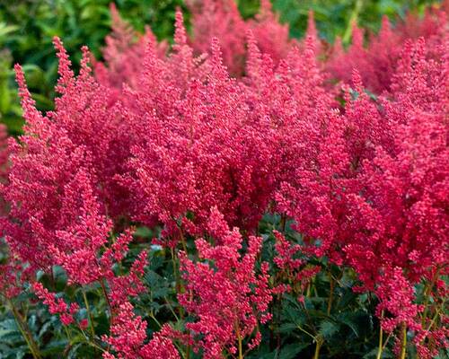 Astilbe Montgomery 