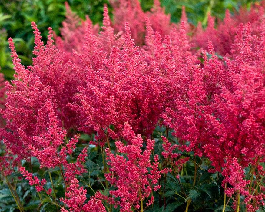 Astilbe Montgomery | Bluestone Perennials