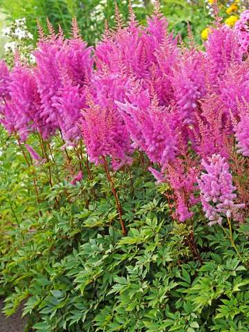 Astilbe Nemo | Bluestone Perennials