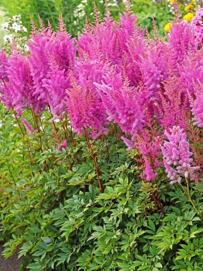 Astilbe Nemo | Bluestone Perennials